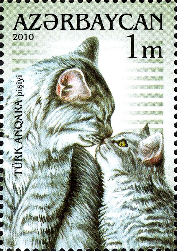 Turkish Angora (Felis silvestris catus)