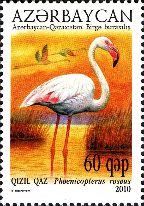 Greater Flamingo (Phoenicopterus roseus)