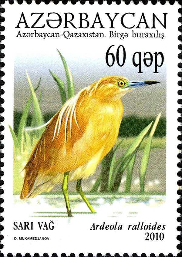 Squacco Heron (Ardeola ralloides)