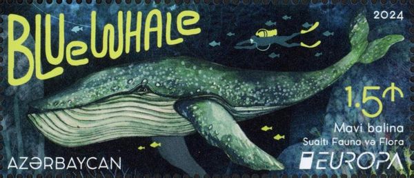 Blue Whale (Balaenoptera musculus)