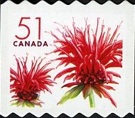 Red Bergamot Blossom (Monarda didyma)