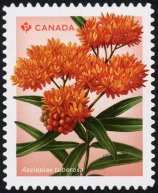 Butterfly Milkweed (Asclepias tuberosa)