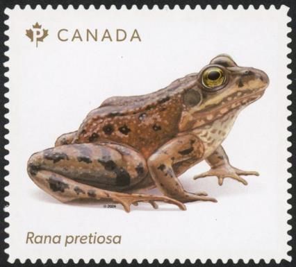 Oregon Spotted Frog (Rana pretiosa)