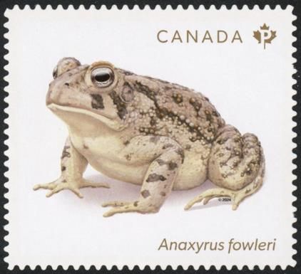 Fowler’s Toad (Anaxyrus fowleri)
