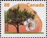 Westcot Apricot
