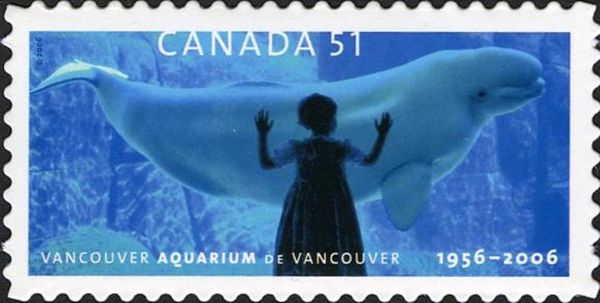 Child viewing Beluga whale (Delphinapterus leucus)