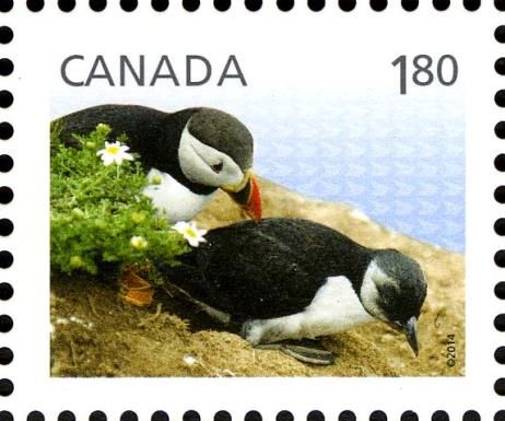 Atlantic Puffin (Fratercula arctica)