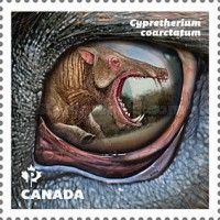 Cypretherium coarctatum