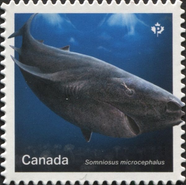 Greenland Shark (Somniosus microcephalus)