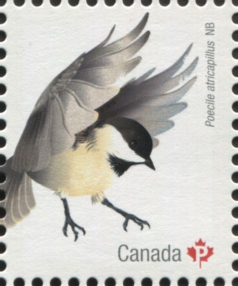 Black-Capped Chickadee (Poecile atricapillus)