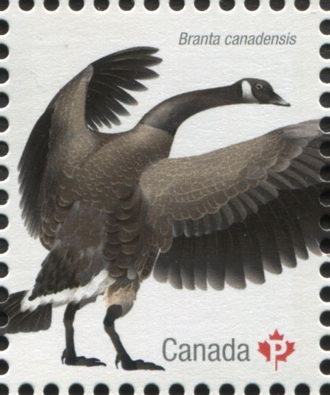 Canada Goose (Branta canadensis)