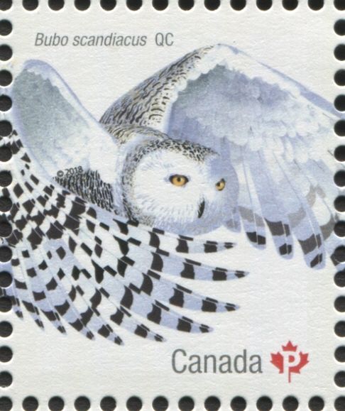Snowy Owl (Bubo scandiacus)