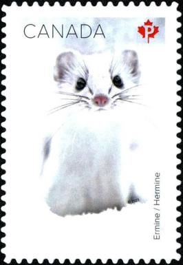 Ermine (Mustela erminea)