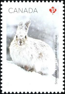 Snowshoe Hare (Lepus americanus)