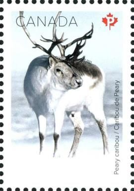 Peary Caribou (Rangifer tarandus pearyi)
