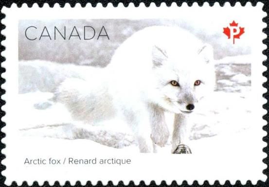 Arctic fox (Vulpes lagopus)