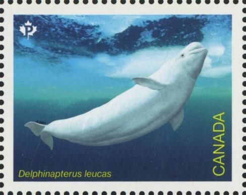 Beluga (Delphinapterus leucas)