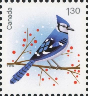 Blue Jay