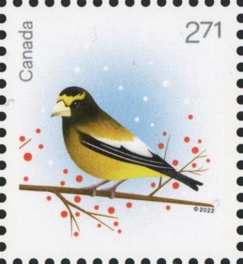 Evening Grosbeak (Coccothraustes vespertinus)