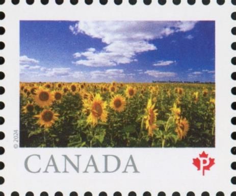 Sunflowers, Altona, Manitoba