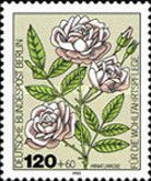 Miniature-rose