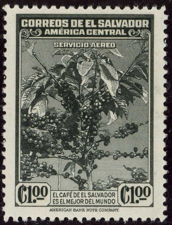 Fruiting coffee tree