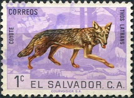 Coyote (Canis latrans)