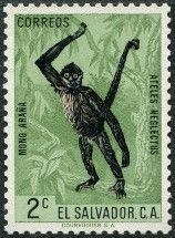 Black-handed Spider Monkey (Ateles neglectus)