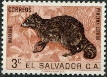 Racoon (Procyon lotor)