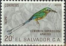 Turquoise-browed Motmot (Eumomota superciliosa apiaster)