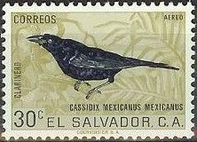 Great-tailed Grackle (Cassidix mexicanus mexicanus)