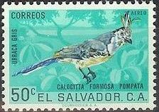 White-throated Magpie-Jay (Calocitta formosa pompata)