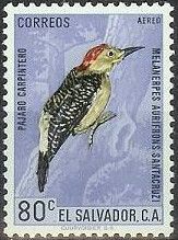 Golden-fronted Woodpecker (Melanerpes aurifrons santacruzi)
