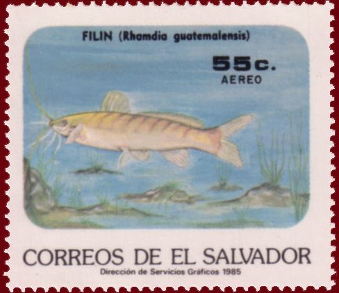 Rhamdia guatemalensis