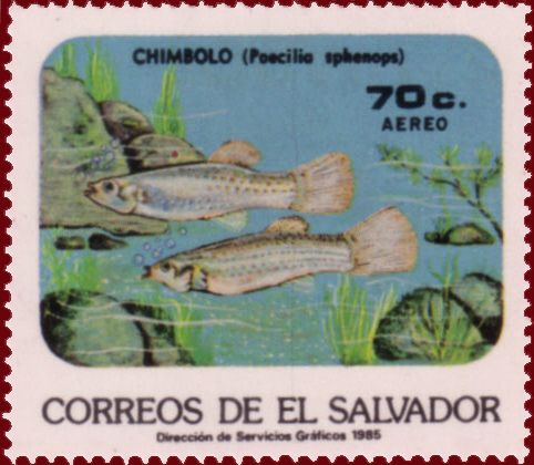 Poecilia sphenops