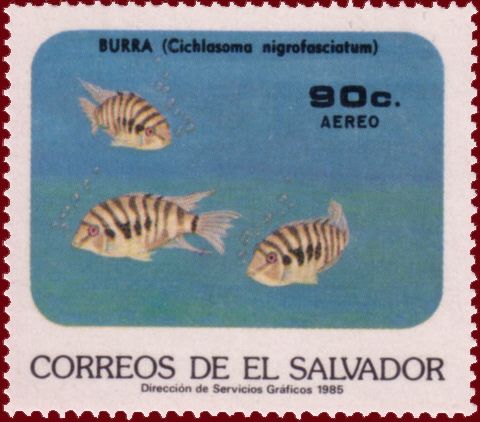 Cichlasoma nigrofasciatum