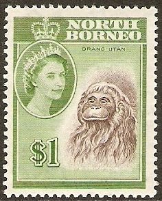 Bornean Orang-Utan (Pongo pygmaeus)
