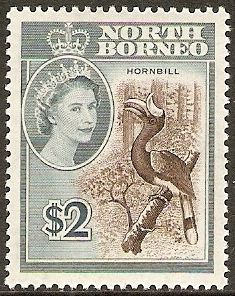 Rhinoceros Hornbill (Buceros rhinoceros)