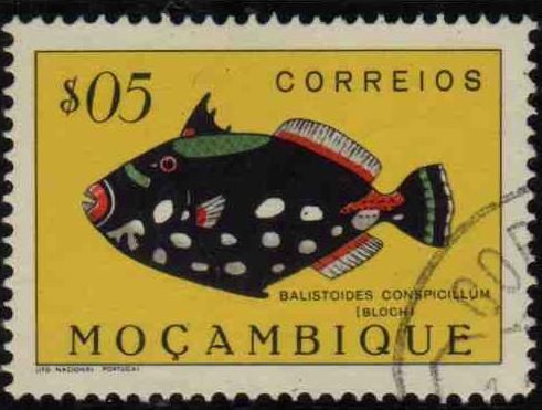 Clown Triggerfish (Balistoides conspicillum)