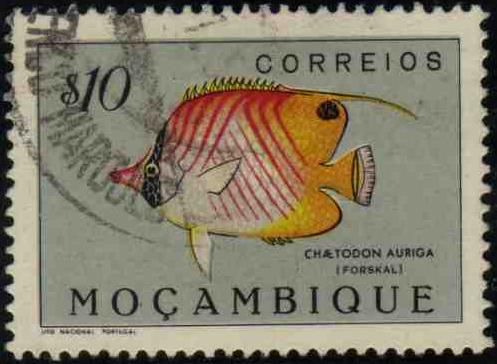 Threadfin Butterflyfish (Chaetodon auriga)