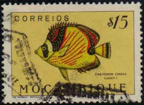 Raccoon Butterflyfish (Chaetodon lunula)