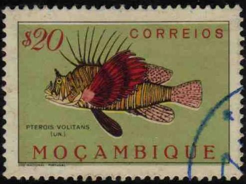 Red Lionfish (Pterois volitans)