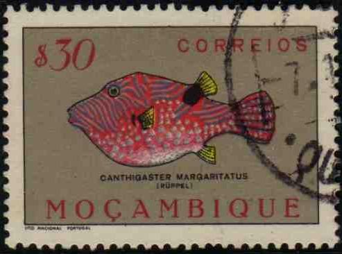 Puffer (Canthigaster margaritatus)