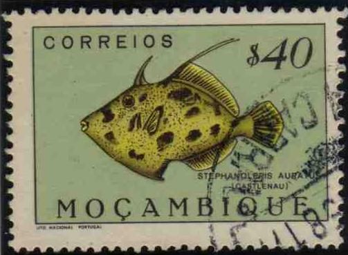 Porky (Stephanolepis auratus), Golden Filefish