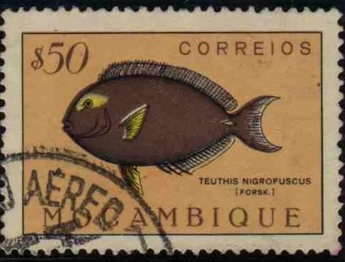 Dusky Surgeonfish (Teuthis nigrofuscus)