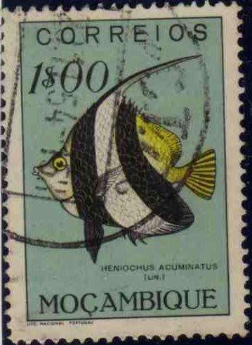 Pennant Coralfish (Heniochus acuminatus)