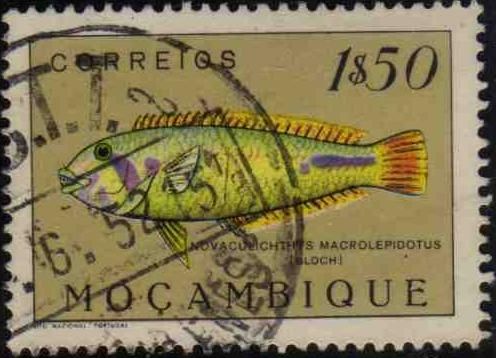 Emerald Wrasse (Novaculichthys macrolepidotus)