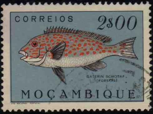 Ministrel Sweetlips (Gaterin schotaf)