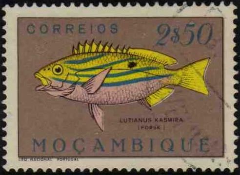 Bluestripe Snapper (Lutjanus kasmira)