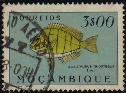 Convict Surgeonfish (Acanthurus triostegus)